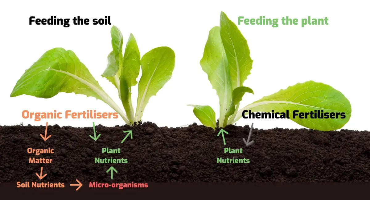 How Organic Feeding Works and Why It's Different from Synthetic Nutrients
