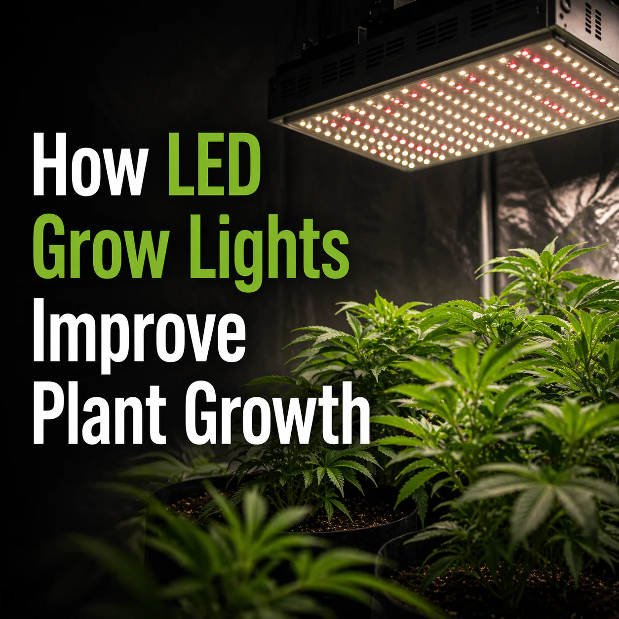 How LED Grow Lights Improve Plant Growth: A Complete Indoor Grower’s Guide