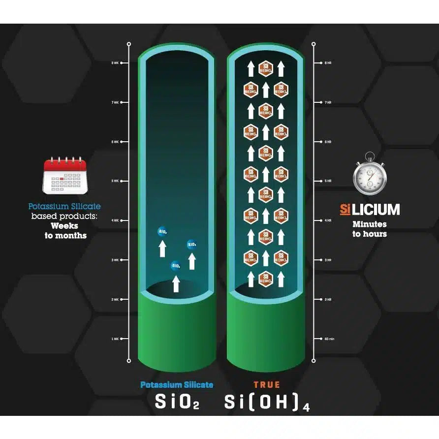 Silicium Si(OH)4