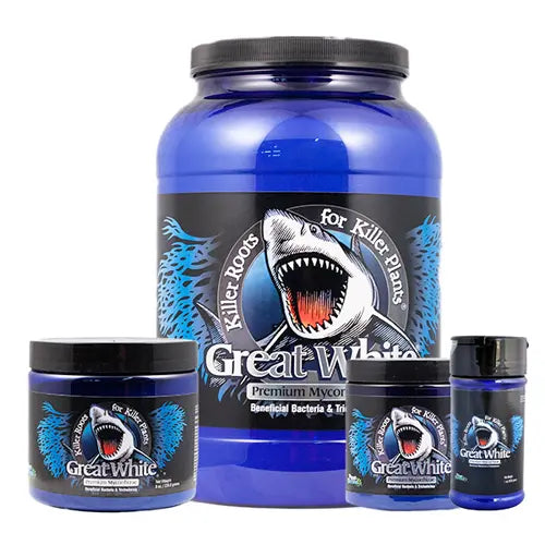 Great White