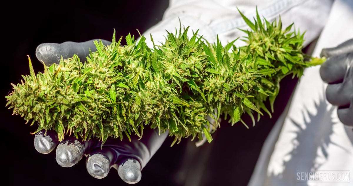 Best Grow Room Conditions for Maximum Yields