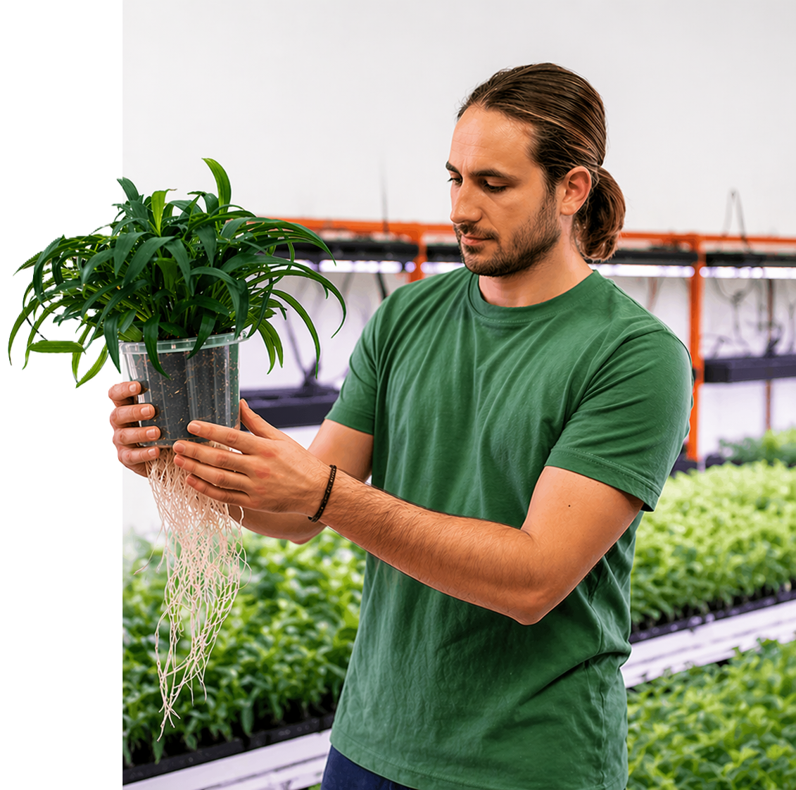 A grower checking plants under LED lighting